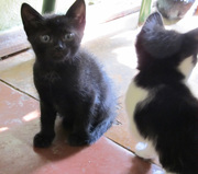 Дарю 2 черных и 2 черно-белых котят